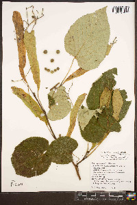 Tilia americana var. heterophylla image