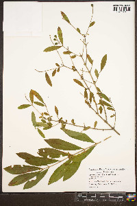 Ligustrum sinense image