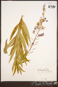 Chamaenerion angustifolium subsp. circumvagum image