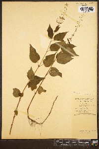 Circaea canadensis image