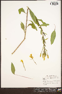 Oenothera nutans image