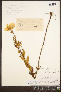 Oenothera tetragona image