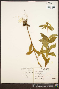 Oenothera tetragona var. fraseri image