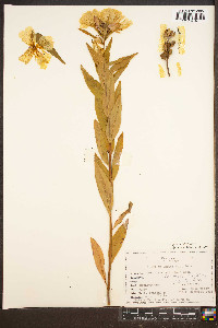 Oenothera tetragona var. fraseri image