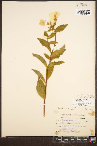 Oenothera tetragona image