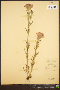 Castilleja coccinea image