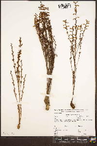 Epifagus virginiana image