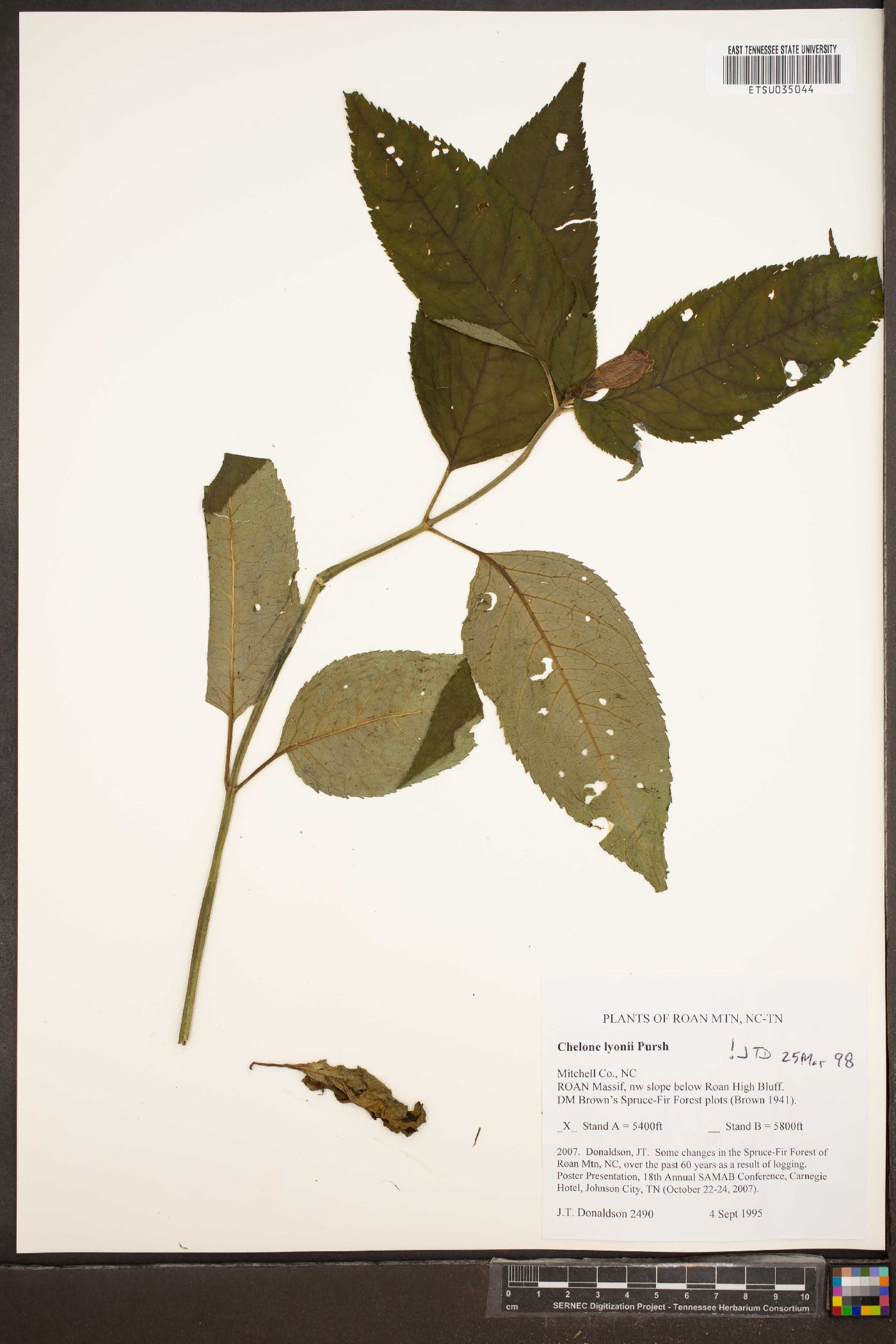 Chelone lyonii image