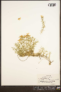 Phlox subulata image