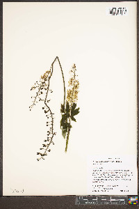 Actaea podocarpa image
