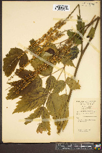 Actaea podocarpa image