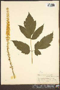 Actaea racemosa image