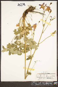 Aquilegia vulgaris image