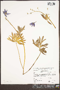 Delphinium tricorne image