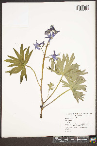 Delphinium tricorne image