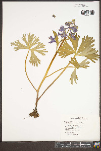 Delphinium tricorne image