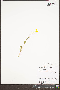 Ranunculus bulbosus image