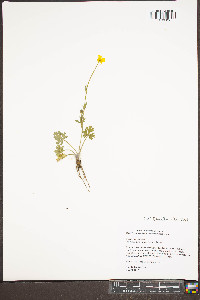 Ranunculus bulbosus image