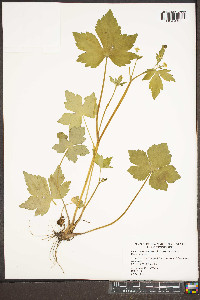 Ranunculus recurvatus var. recurvatus image