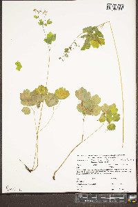 Thalictrum clavatum image