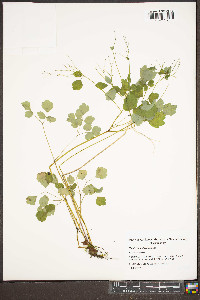 Thalictrum clavatum image