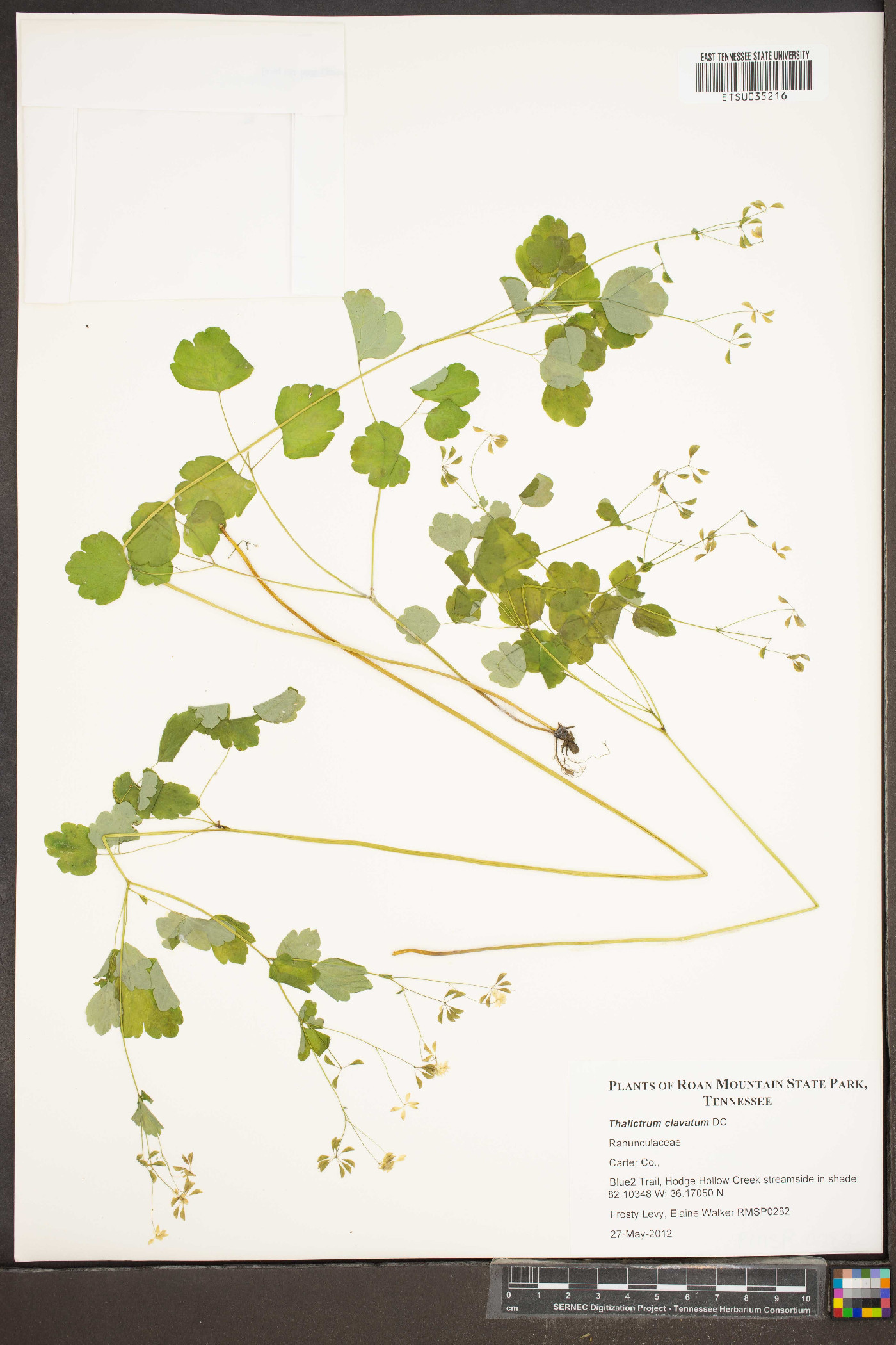 Thalictrum clavatum image
