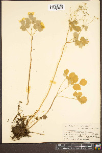 Thalictrum clavatum image