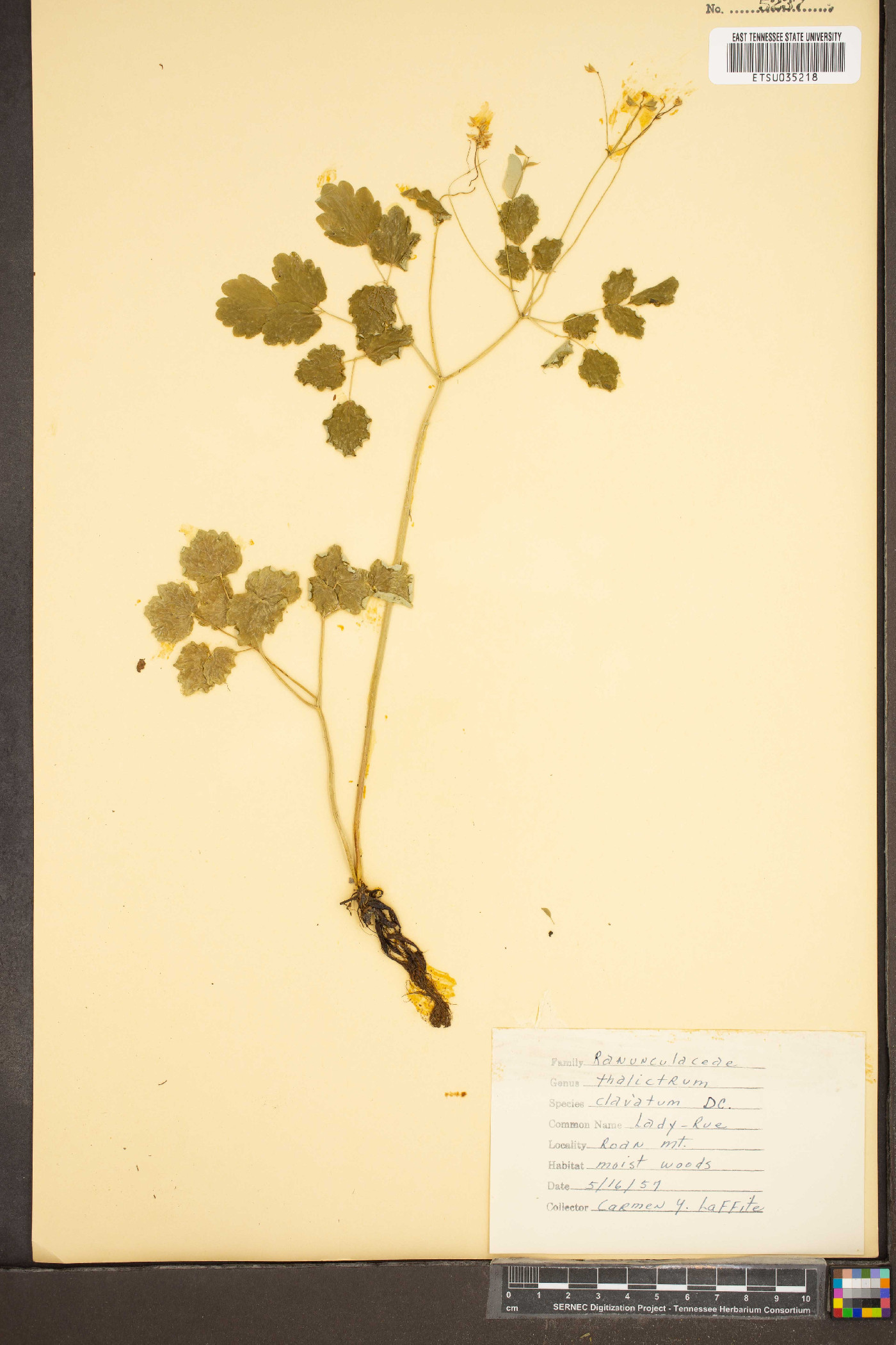 Thalictrum clavatum image