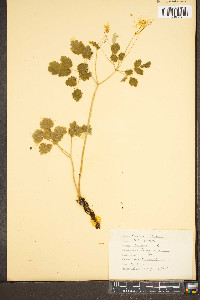 Thalictrum clavatum image