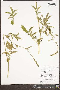 Agrimonia pubescens image