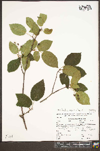 Amelanchier laevis image