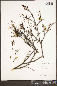 Amelanchier laevis image