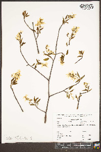 Amelanchier laevis image