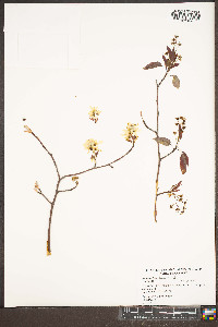 Amelanchier laevis image