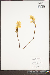 Amelanchier laevis image