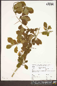 Crataegus punctata image