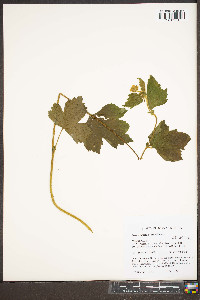 Geum geniculatum image