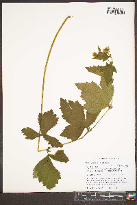 Geum geniculatum image