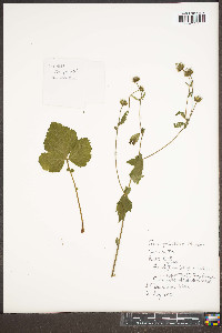 Geum geniculatum image