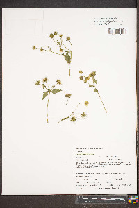 Geum geniculatum image