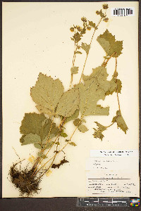 Geum geniculatum image