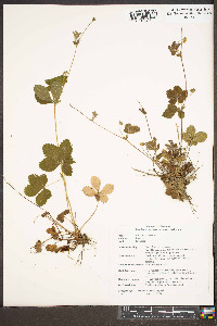 Potentilla canadensis image