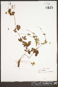 Potentilla canadensis image