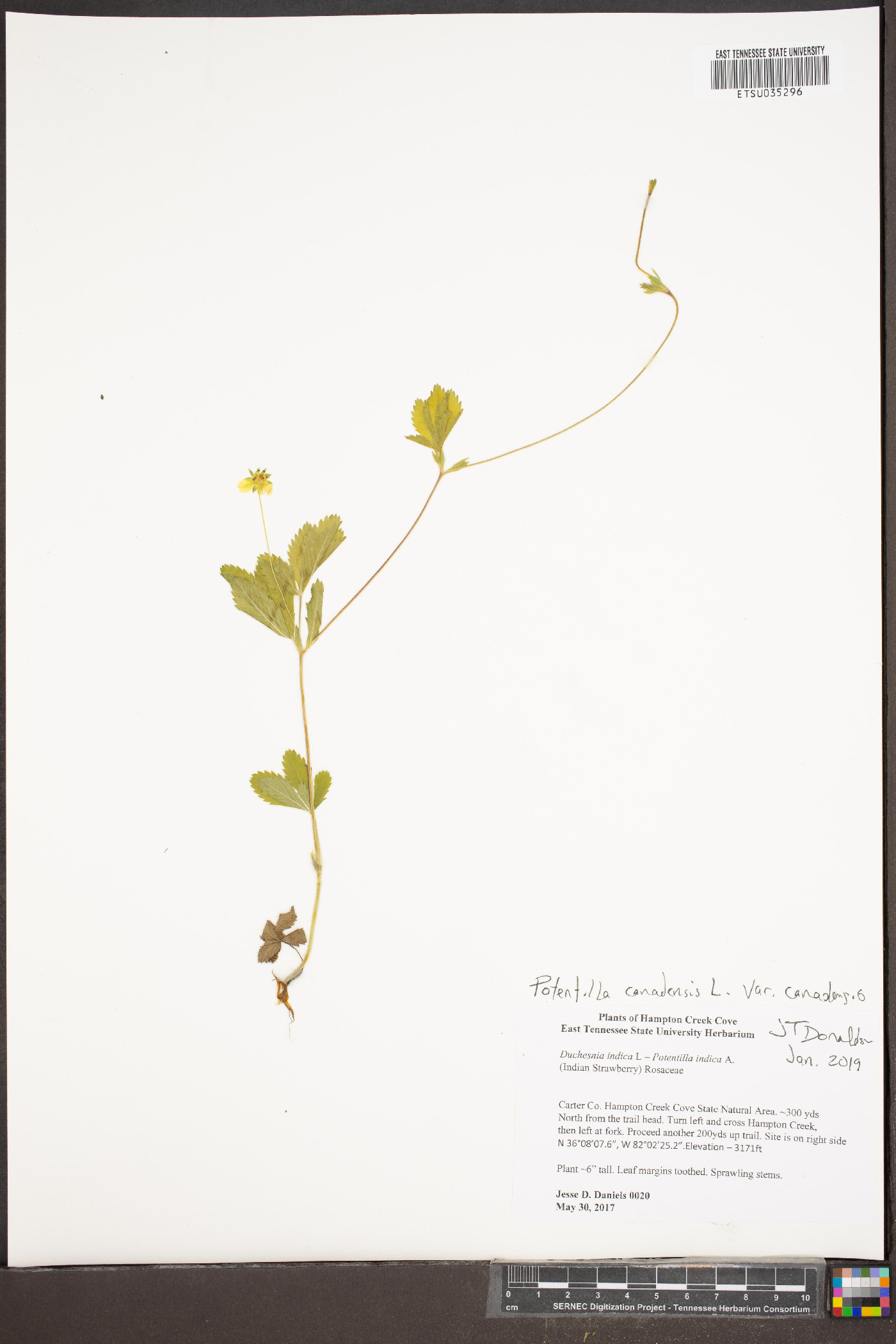 Potentilla canadensis var. canadensis image