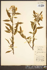 Prunus pensylvanica image