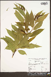 Prunus pensylvanica image