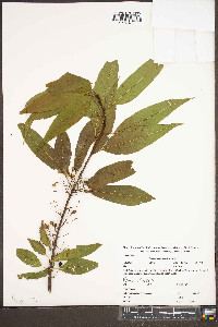 Prunus pensylvanica image