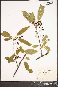 Prunus pensylvanica image