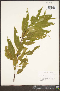 Prunus pensylvanica image