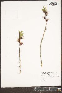 Prunus persica image